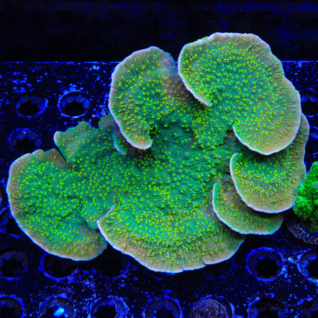 TSA Jolly Rancher Montipora Cap Coral Colony