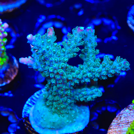 JF Shocktart Acropora Coral