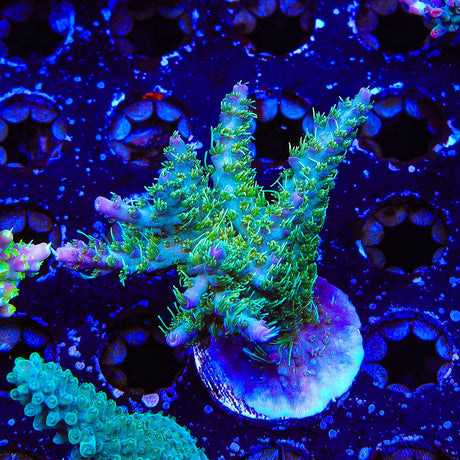 TSA The Fuzz Acropora Coral Colony