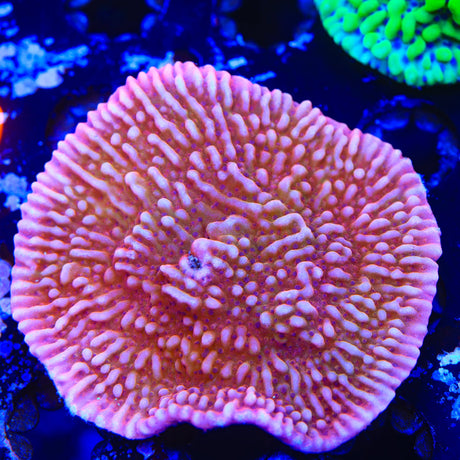 TSA Death Spiral Montipora Colony Coral