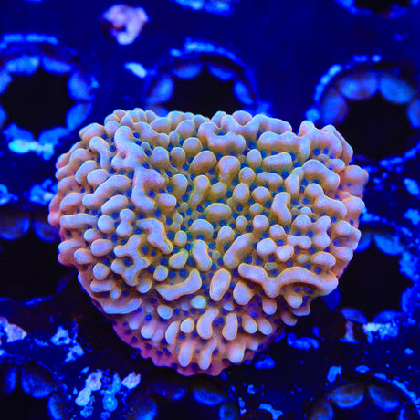 TSA Kaboom Montipora Coral