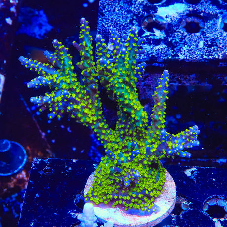 Garf Bonsai Acropora Coral