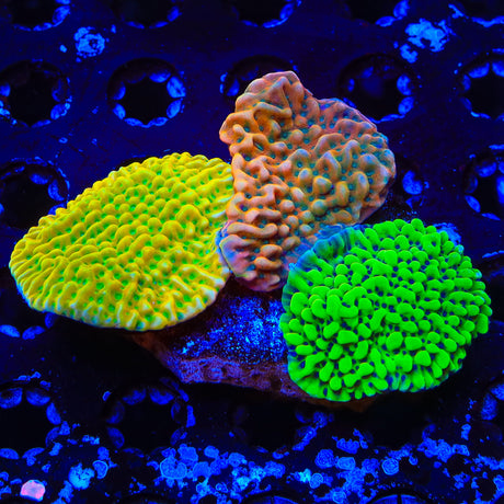 Triple XL Combo Montipora Colony Coral