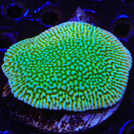 TSA Emerald City Montipora Coral