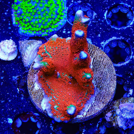 Forest Fire Digitata Montipora Coral Colony