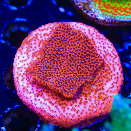 Mystic Sunset Montipora Coral