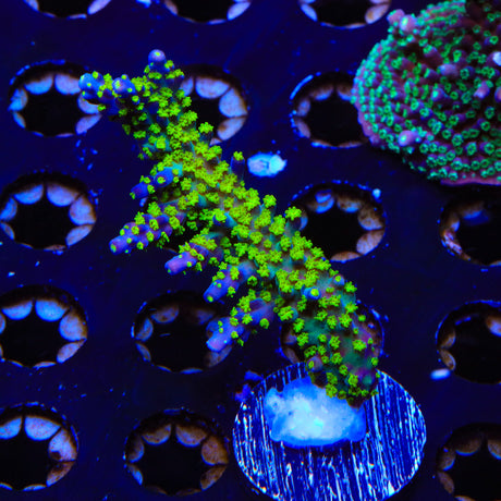 Garf Bonsai Acropora XL Frag Coral