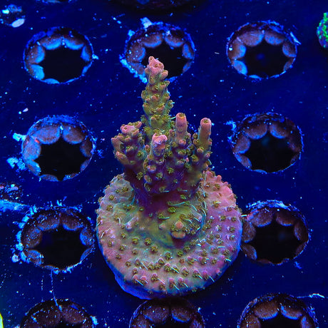 CC Voodoo Majick Acropora Coral