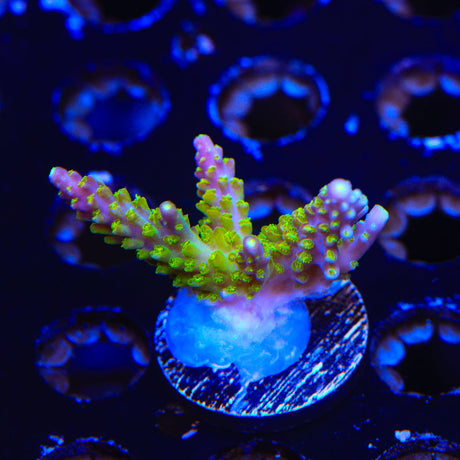 Paletta Pink Tip Acropora Coral