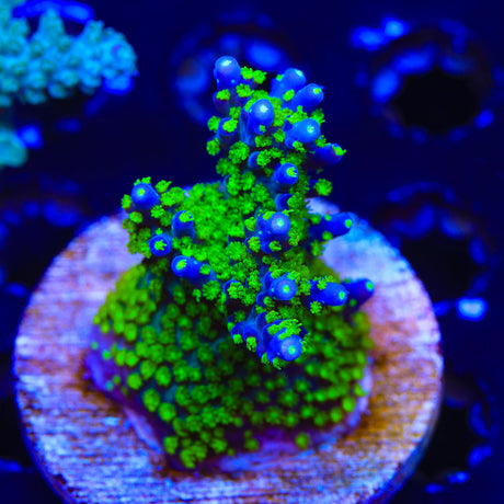 TSA Sour Patch Acropora Coral