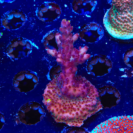 JF Fox Flame Acropora Coral