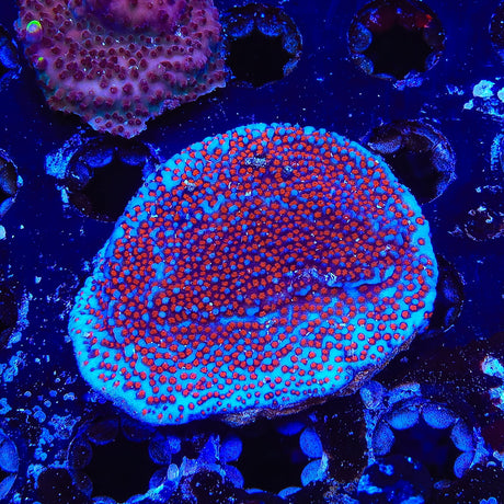 Superman Montipora Coral