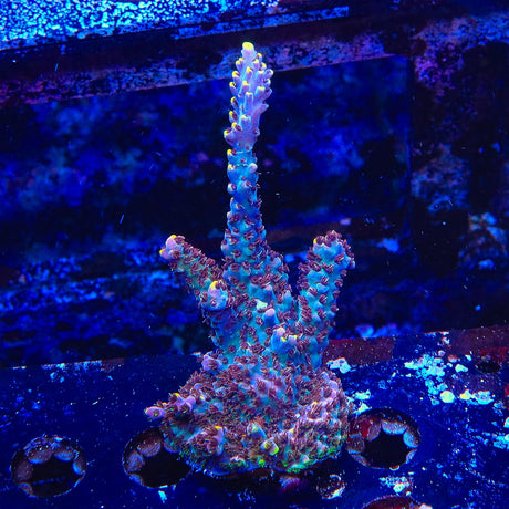 TSA Spyro the Dragon Acropora Coral