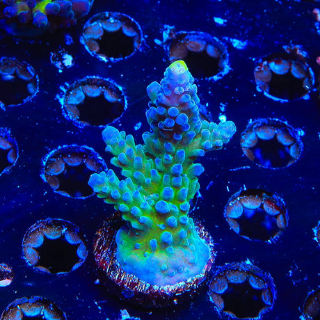 WWC Yellow Tip Acropora Coral