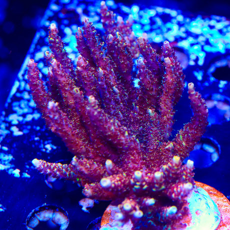 TSA Rainbow Sherbet Acropora Coral