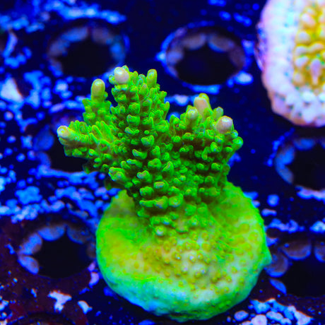 RR Rainbow Loom Acropora Coral