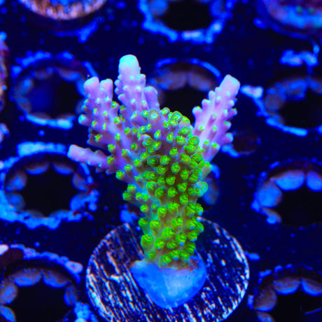 RR Rainbow Loom Acropora Coral