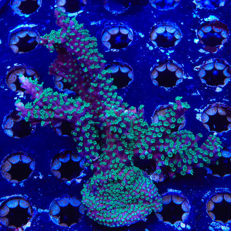 TSA Candlelight Acropora Coral