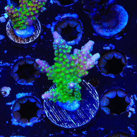 Paletta Pink Tip Acropora Coral