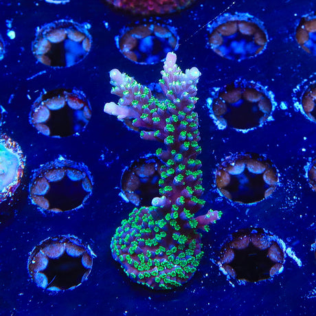 TSA Candlelight Acropora Coral