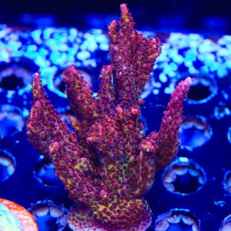 PC Rainbow Acropora Coral