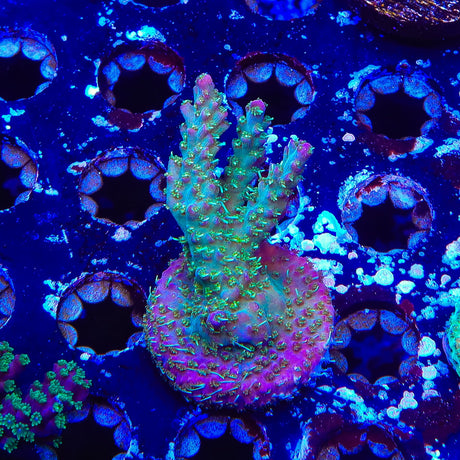 TSA Grape Ape Acropora Coral