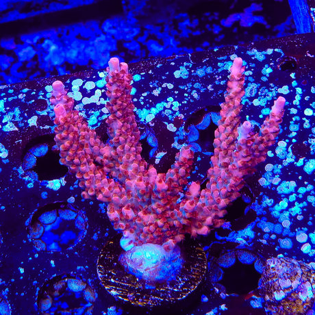 CB Maleficent Acropora Coral