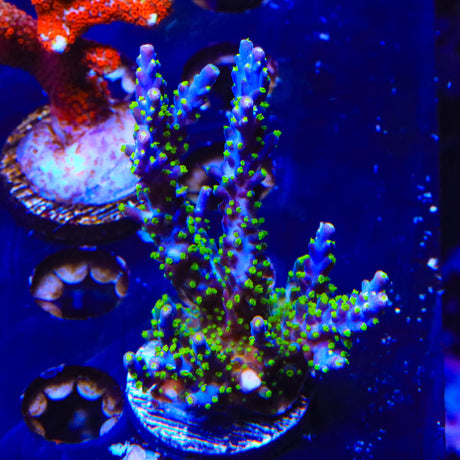 Garf Bonsai Acropora Colony Coral