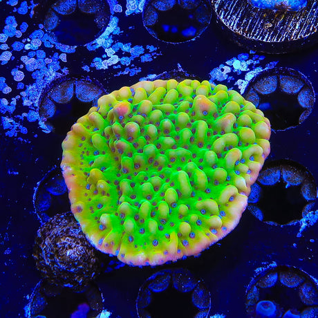 TSA Beast Montipora Coral