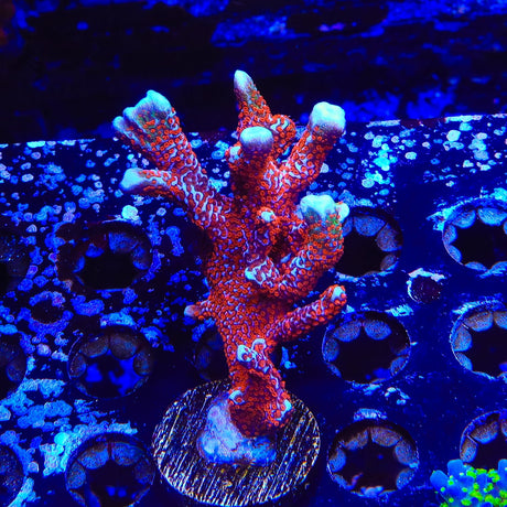 Bubblegum Digitata Montipora Coral