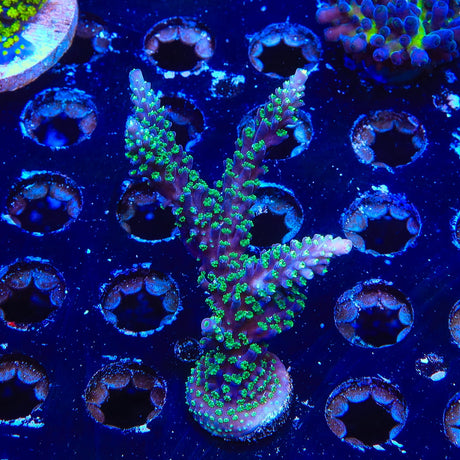 TSA Candlelight Acropora Coral