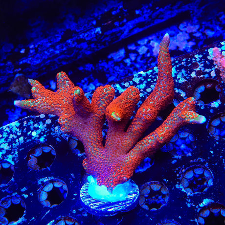 Forest Fire Digitata Montipora Coral