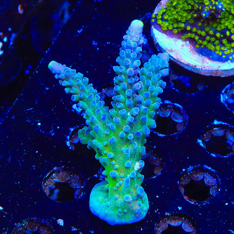 WWC Yellow Tip Acropora Coral