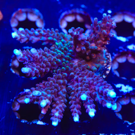 TSA Bali Blue Slimer Acropora Coral