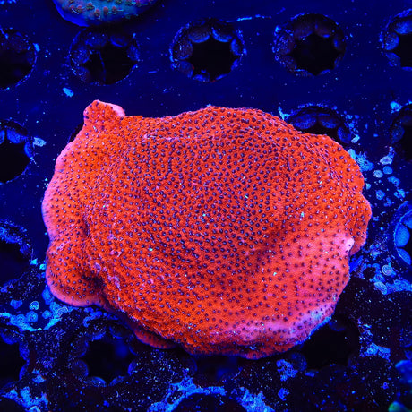 Mystic Sunset Montipora Coral