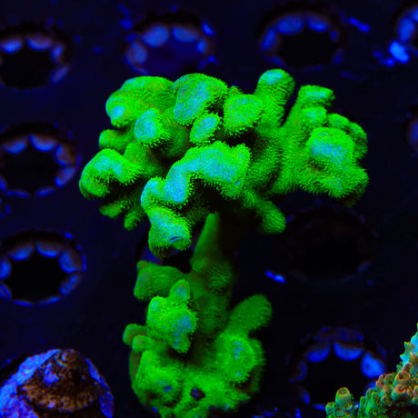 Kelly Green Psammocora Colony Coral