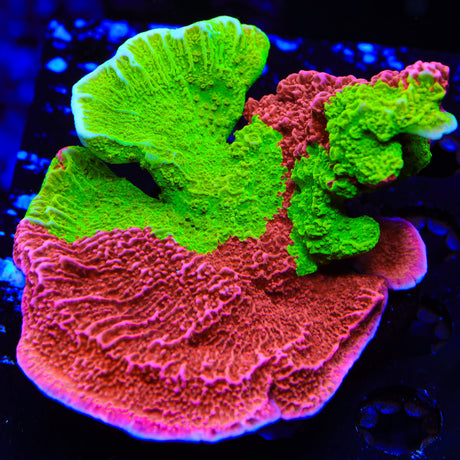 WWC Grafted Montipora Cap Colony Coral