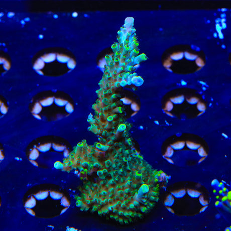 TSA Sprocket Acropora Colony Coral