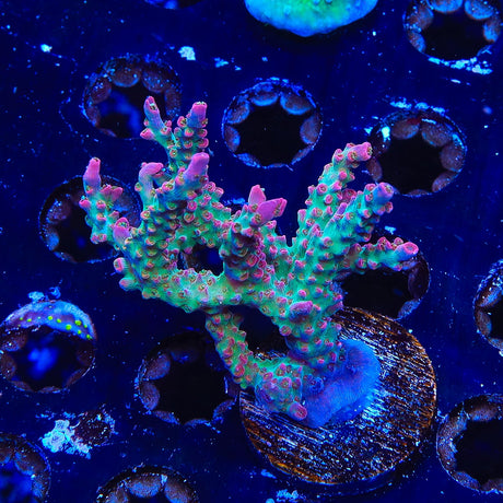 TSA Victoria Secret Acropora Coral