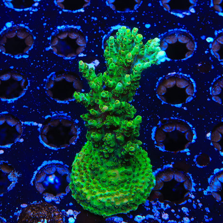 TSA Dan Aykroyd Acropora Colony Coral