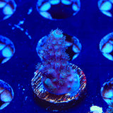 TSA Bali Blue Slimer Acropora Coral