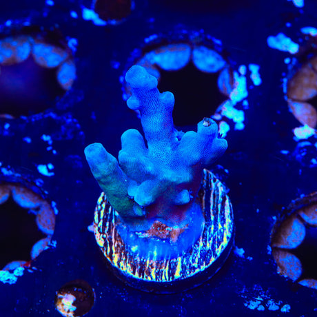 Oregon Blue Tort Acropora Coral