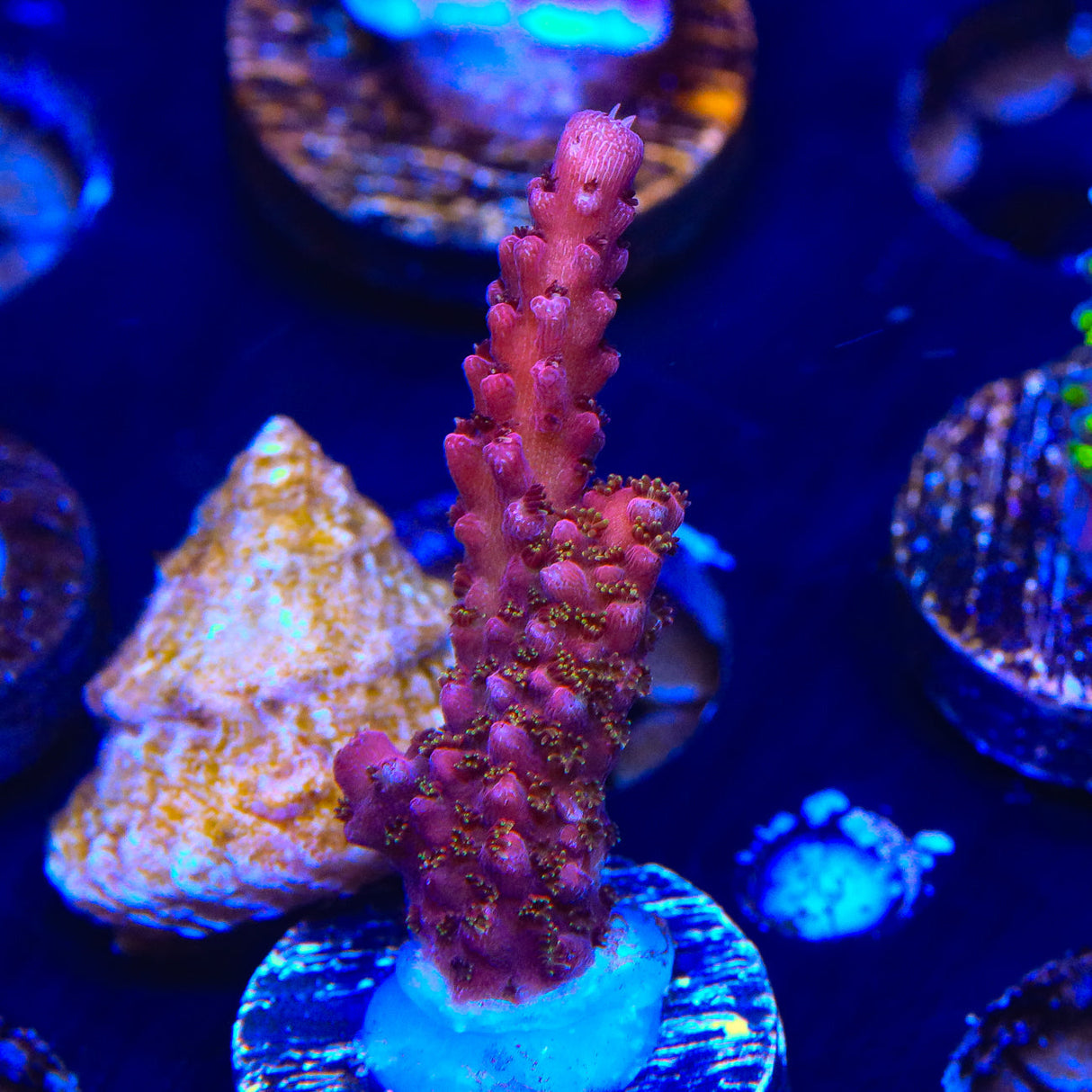 PC Rainbow Acropora Coral