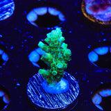 TSA Dan Aykroyd Acropora Coral