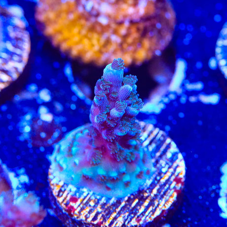 TSA Bali Blue Slimer Acropora Coral