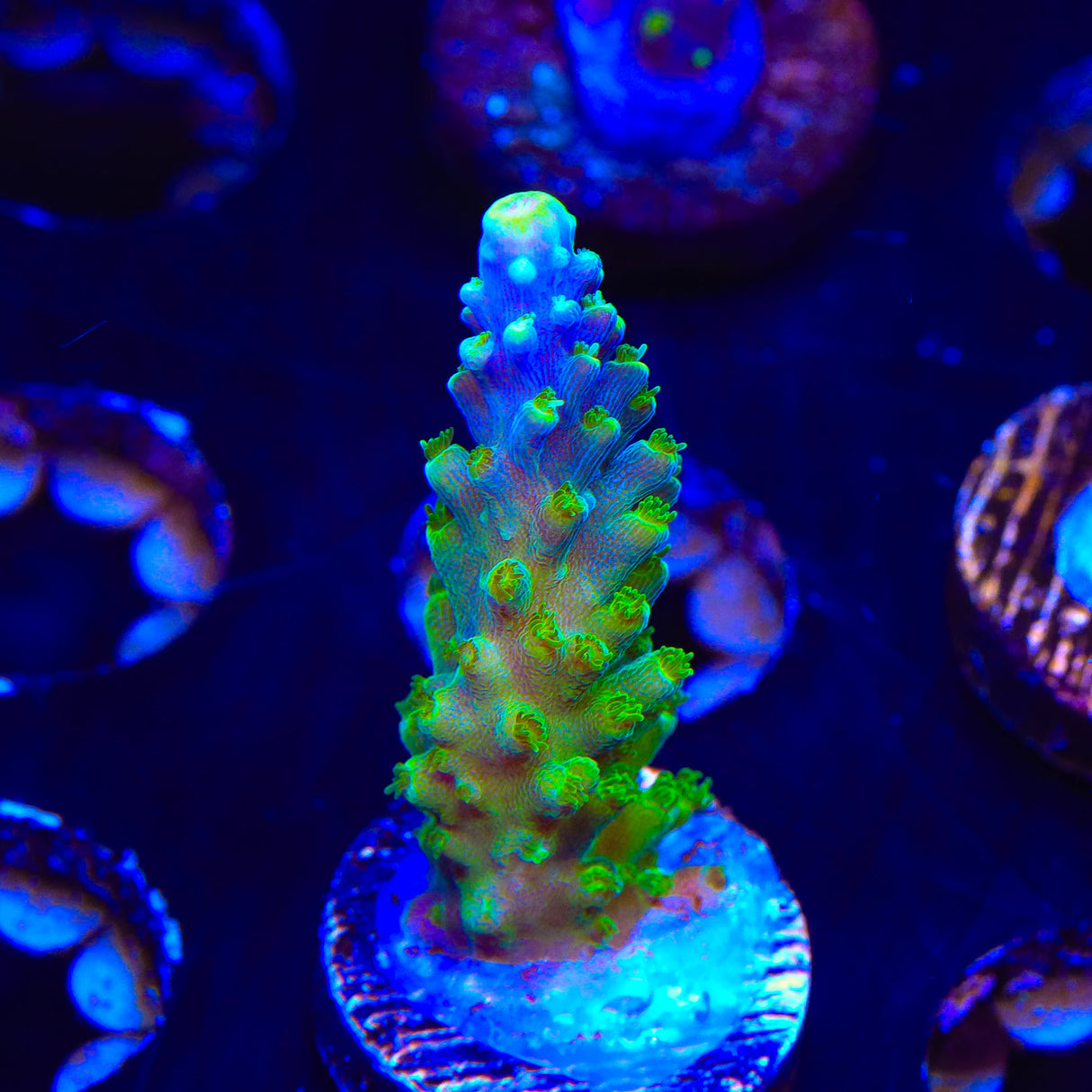 Paletta Tricolor Acropora Coral - Top Shelf Aquatics