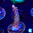 CC Voodoo Majick Acropora Coral