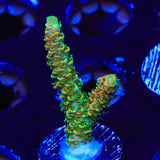 TSA Bill Murray Acropora Coral