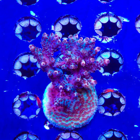 TSA Daydream Acropora Coral