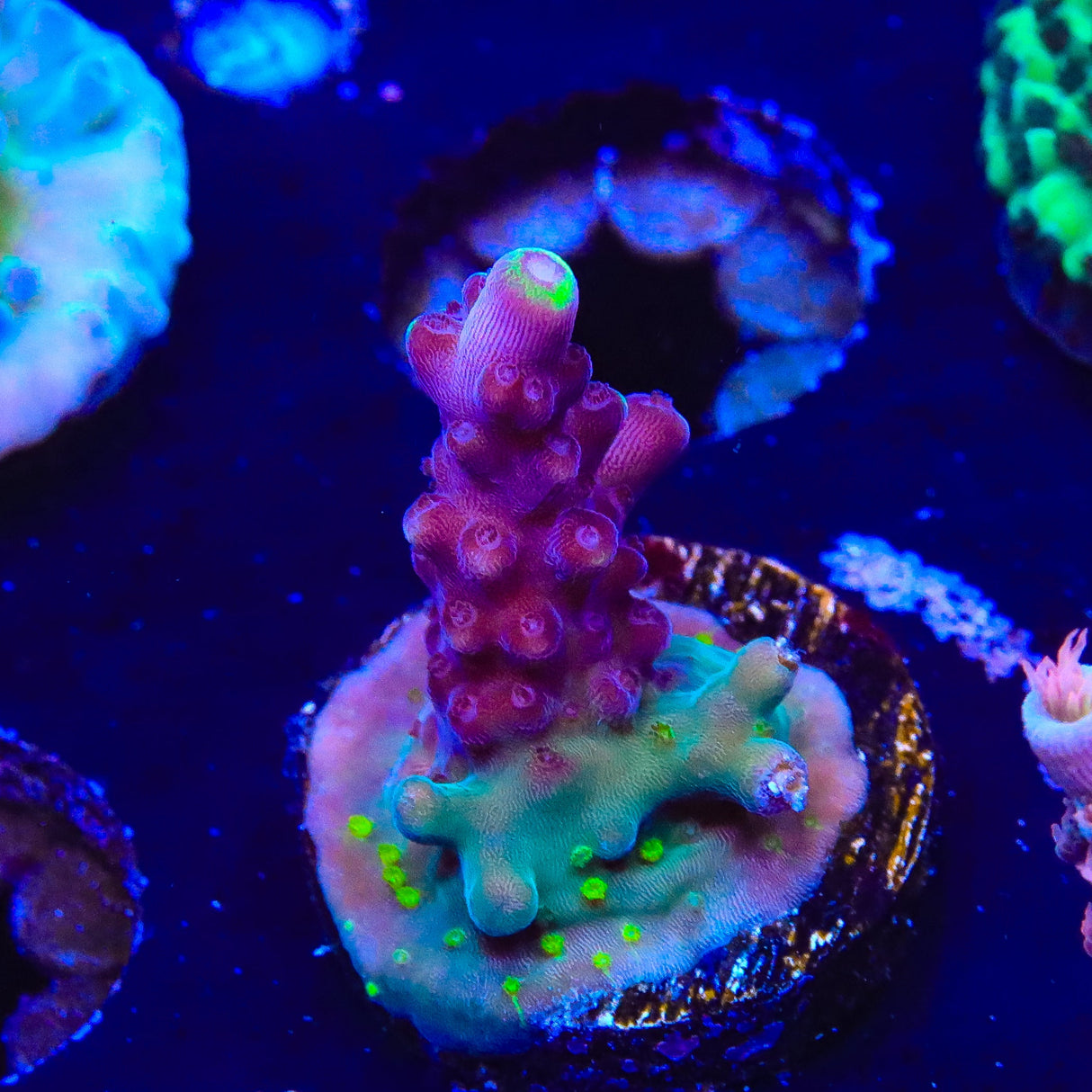 JF Fox Flame Acropora Coral